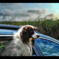 Víte, podle jakých předpisů je možná přeprava psa v autě? Pokud cestujete na dovolenou společně se svým čtyřnohým miláčkem, jistě uvítate několik rad a tipů.